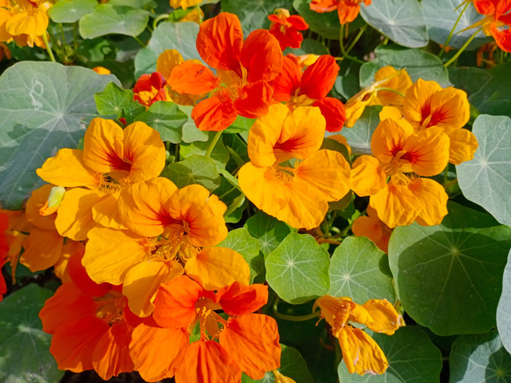 How To Care For Nasturtiums Indoors Horticulture.co.uk