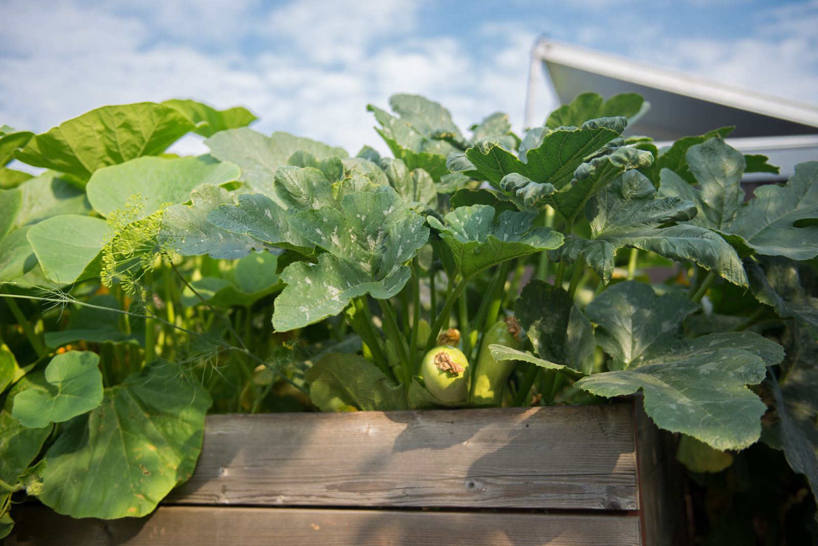 big green leaves growing over the edge of a raised garden bed from courgette plants with a couple of yellow flowers