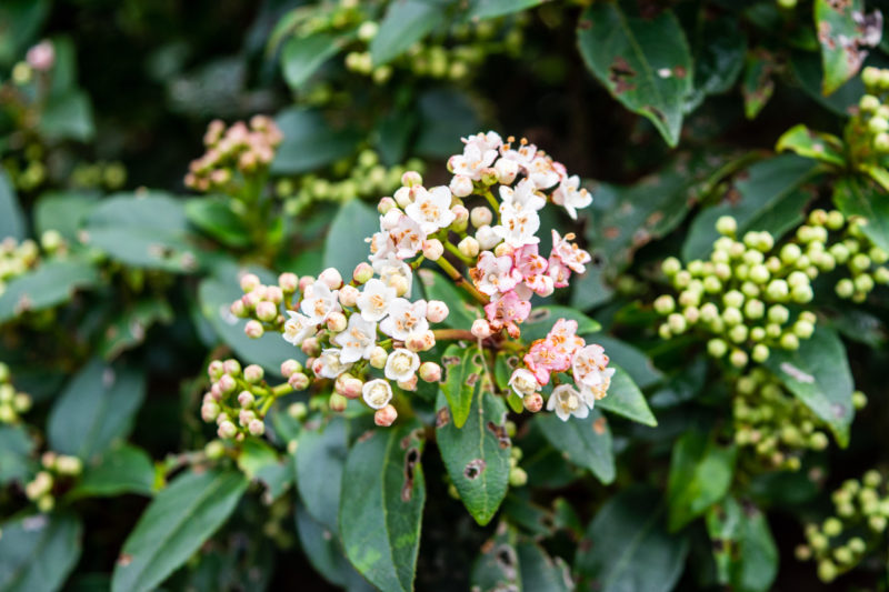 12 WinterFlowering Viburnum Varieties Horticulture.co.uk