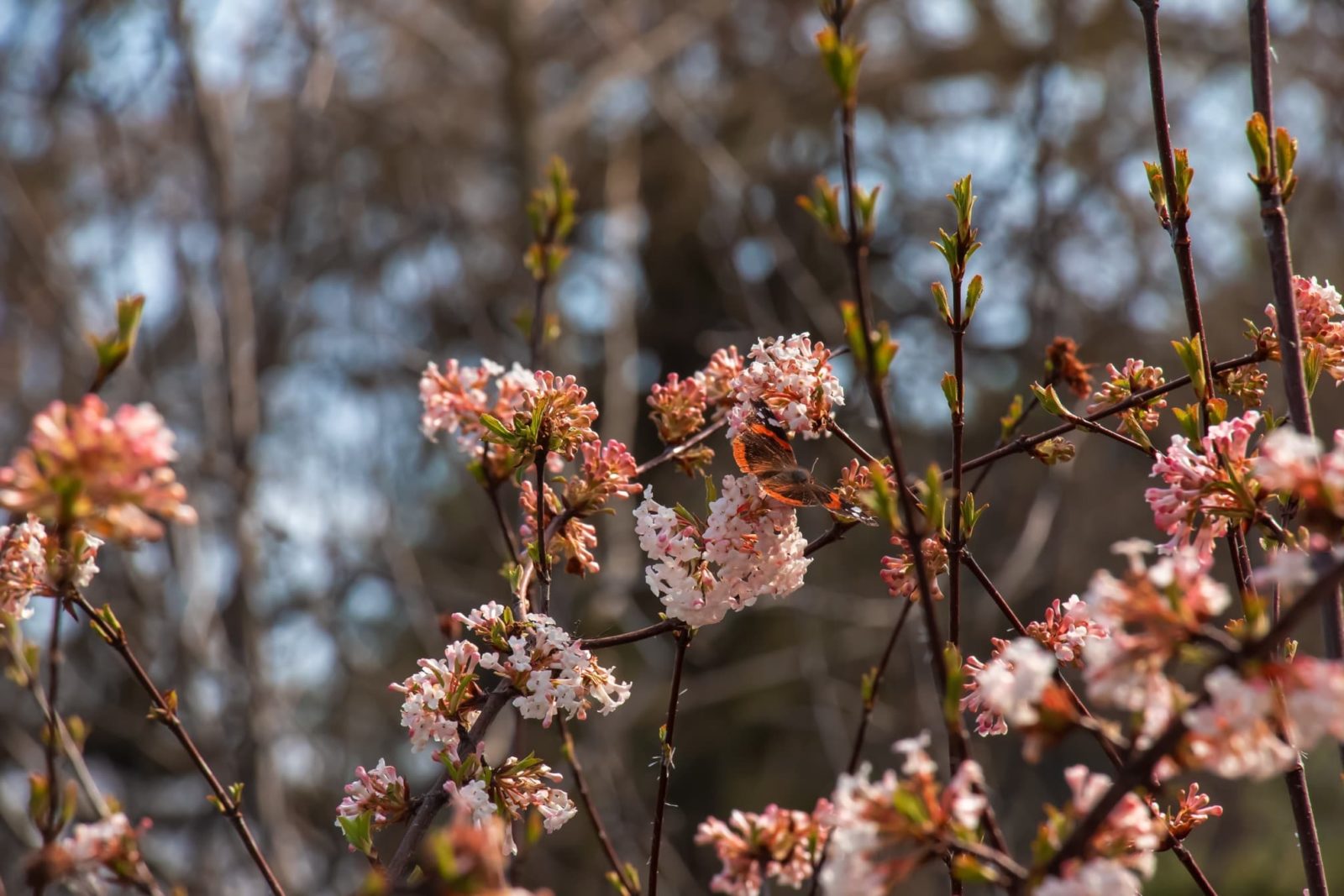 emerging flowers on viburnum farreri