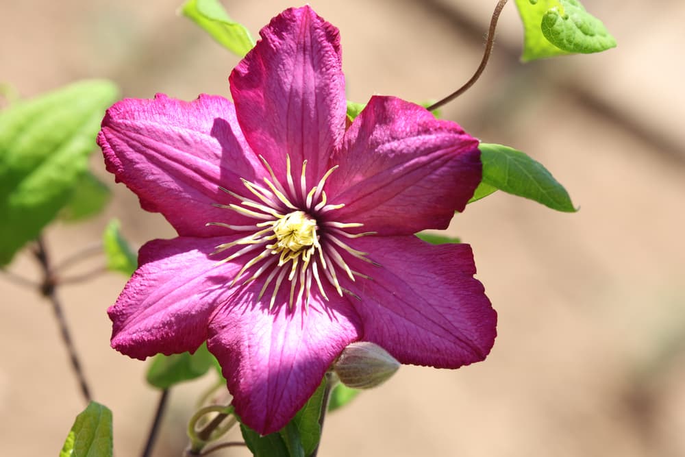clematis flower in pink, 'ville de lyon' variety