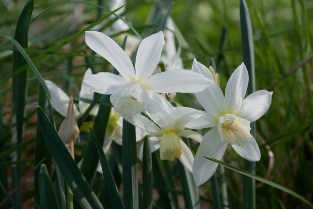 white open flowers of daffodil ‘Thalia’