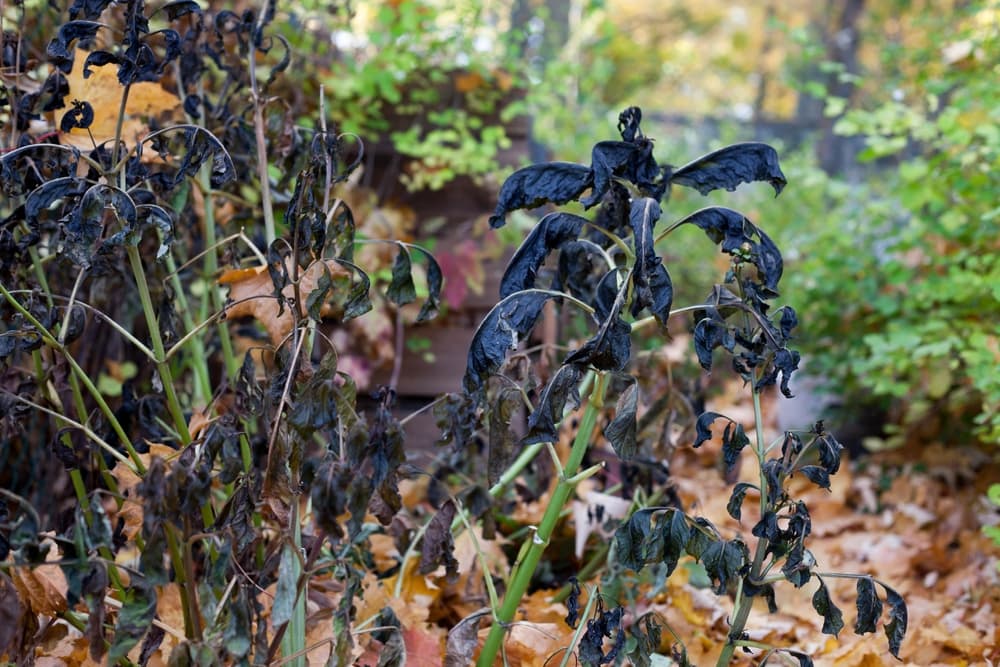 dahlia plant foliage dying back and turning black after frost
