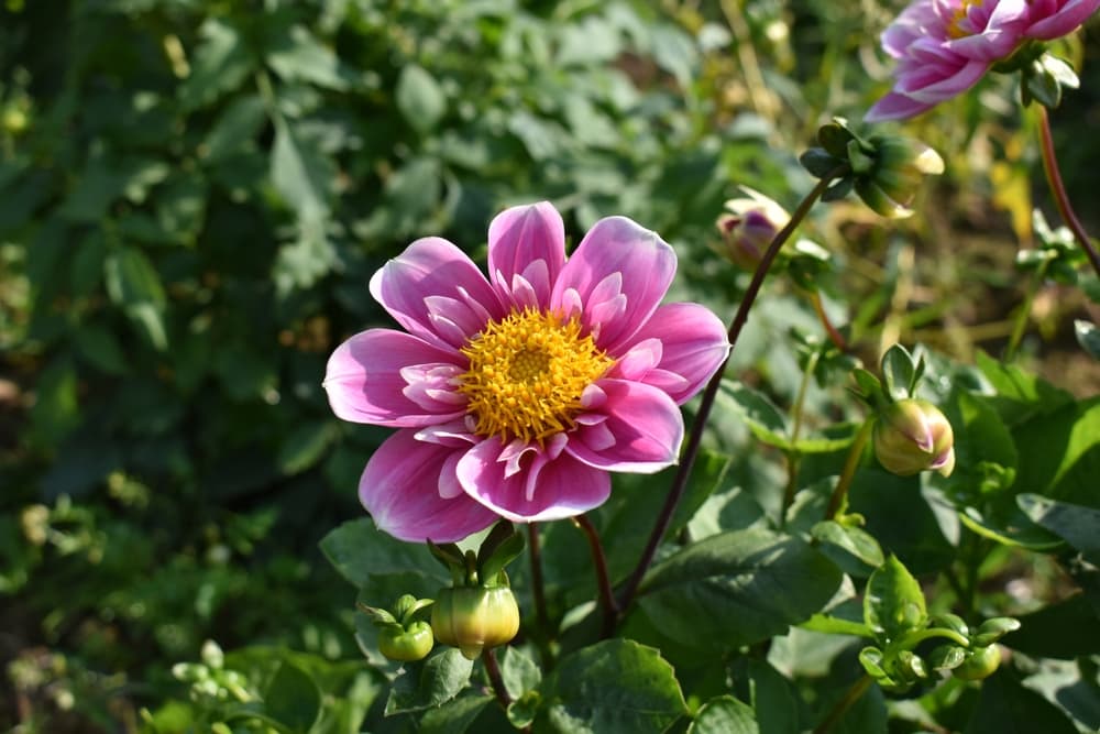 pink and yellow flowers of dahlia ‘Hartenaas’