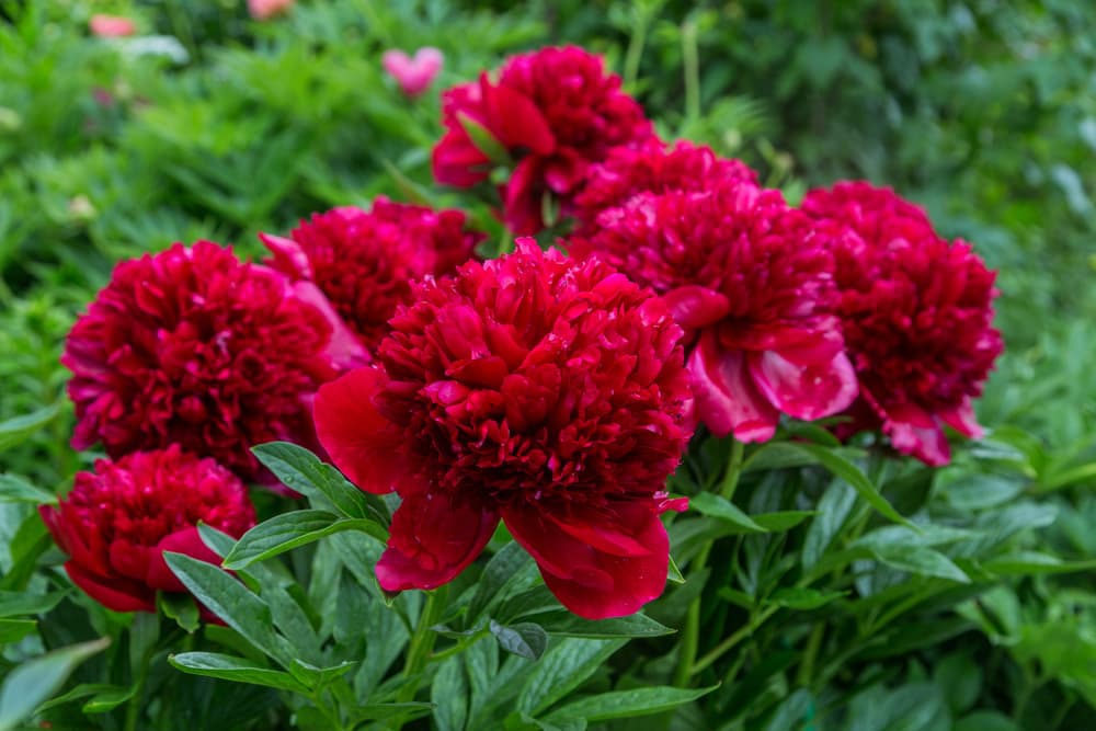 round flowers of 'Red Charm' peonies