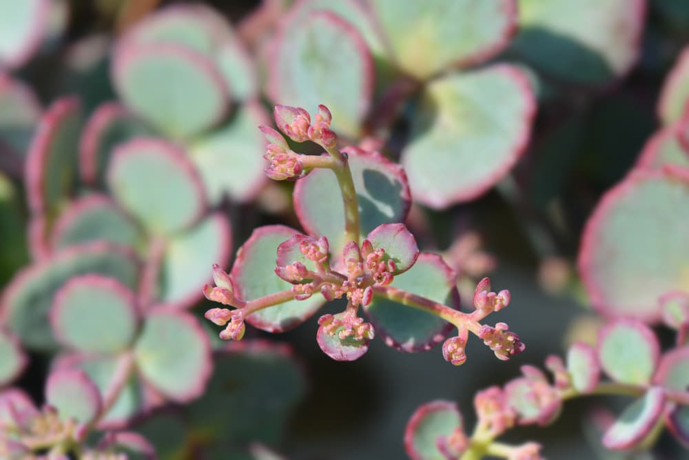 green leaves of Sedum sieboldii f. variegatum edged with pink