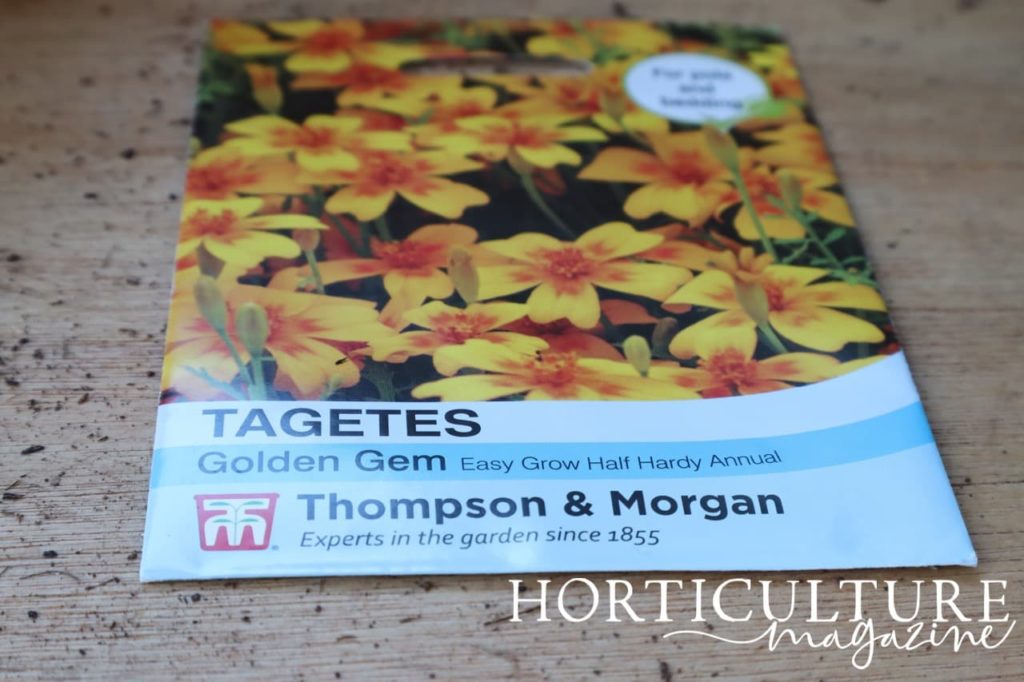 a packet of Tagetes 'Golden Gem' seeds laid out on a potting bench