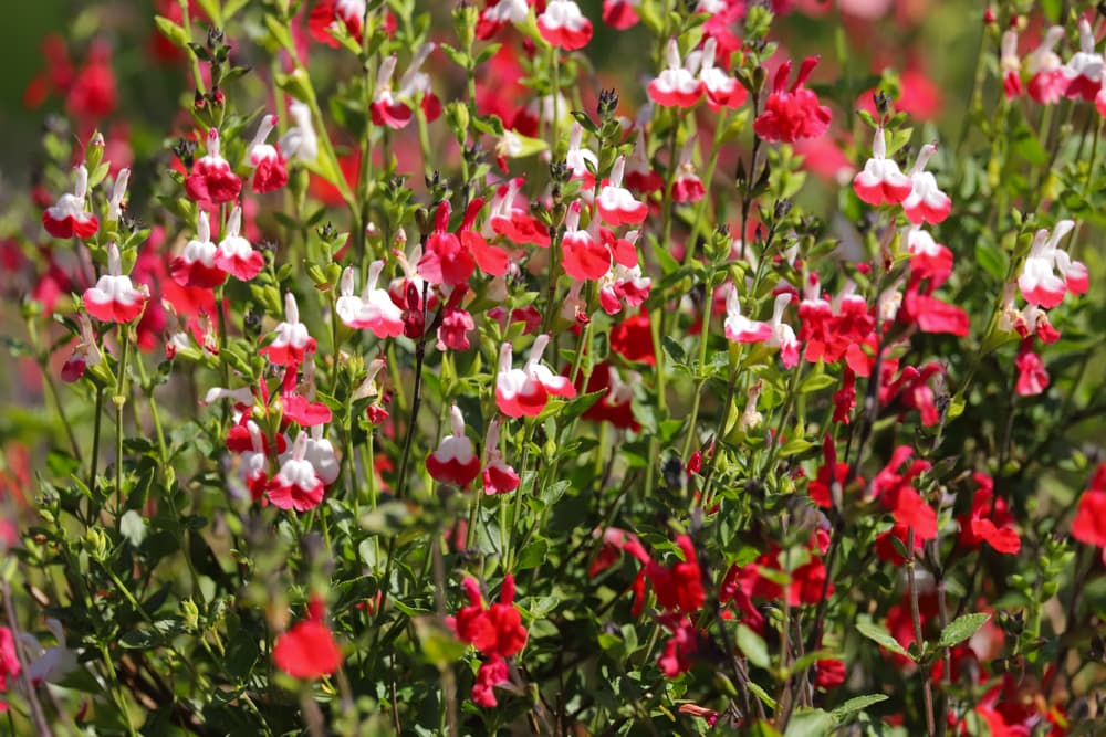 S. microphylla 'Hot Lips' with red and white flowers