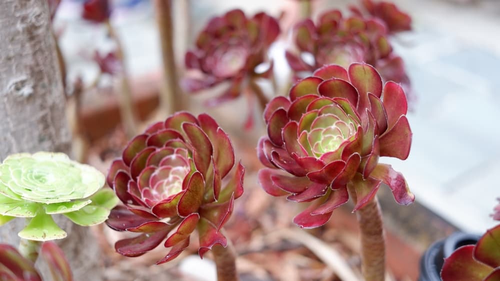 red rosette-shaped Aeonium arboreum on the end of long stalks