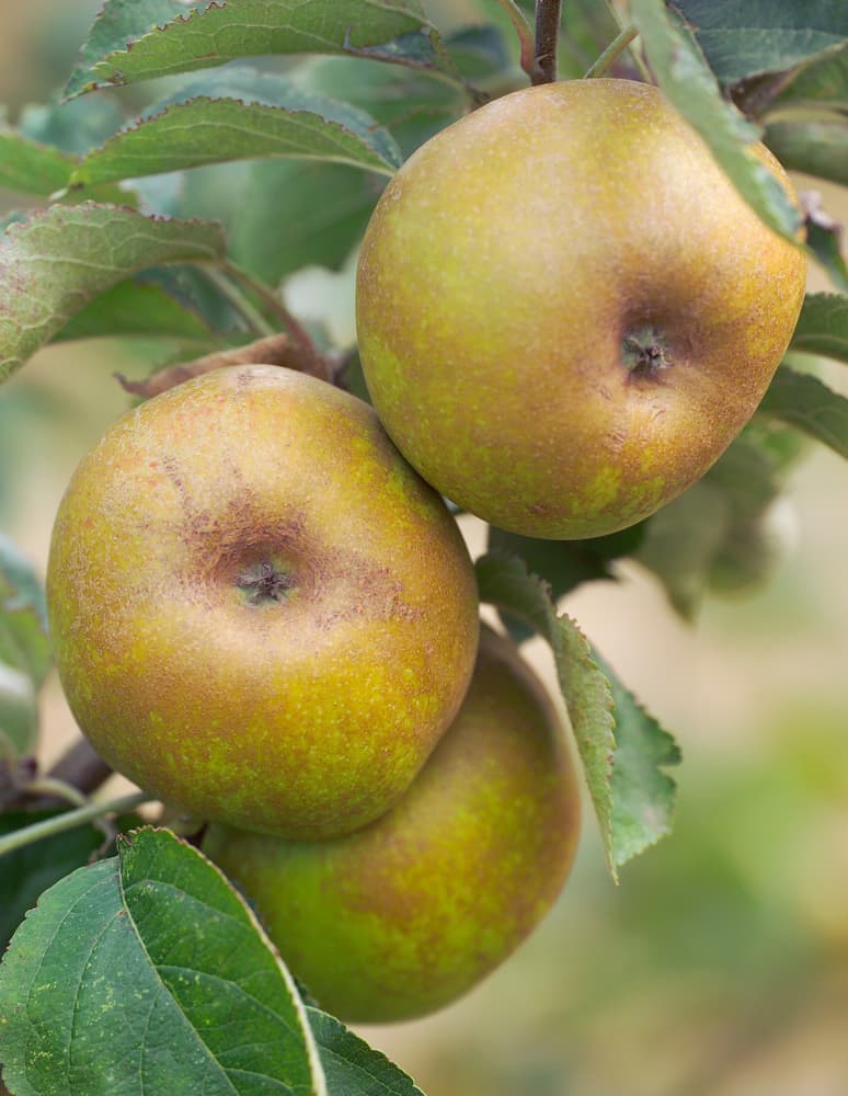 Ashmead’s Kernel apples growing on the branch of a tree