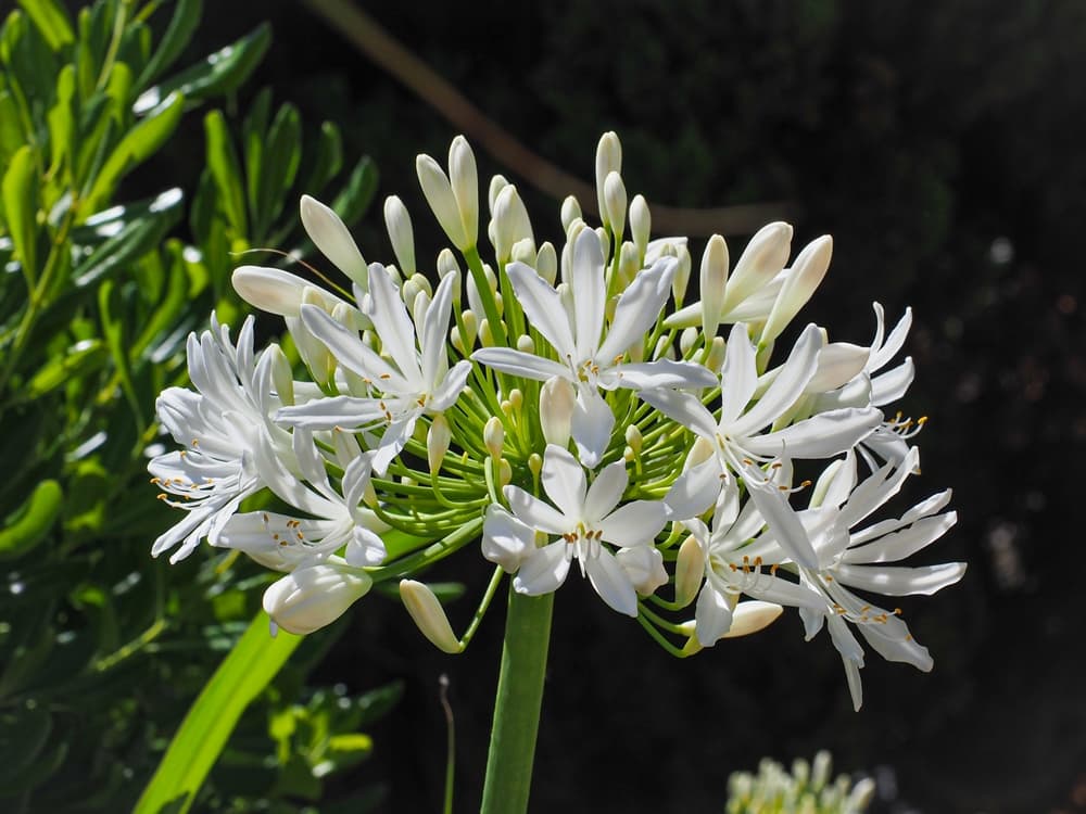 white flowering agapanthus