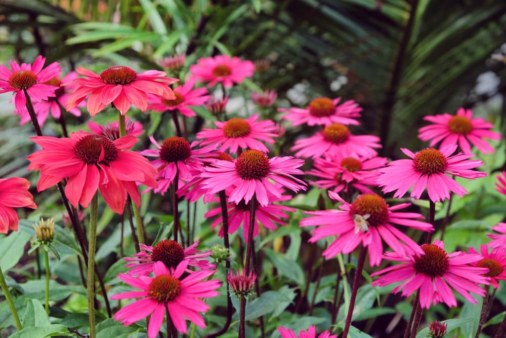 flowering Echinacea ‘Sensation Pink’