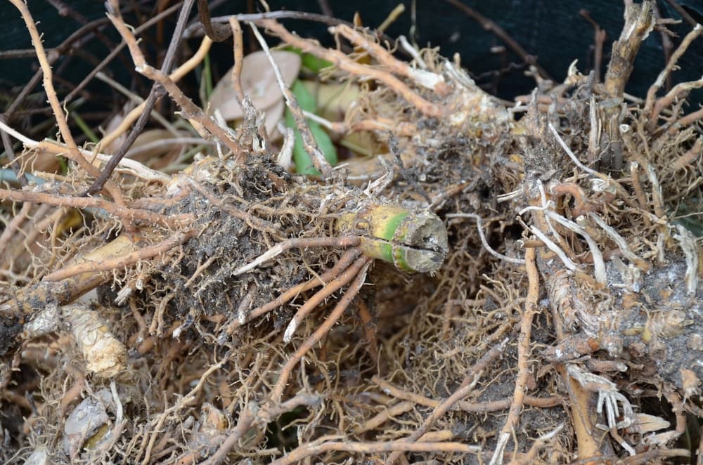 bamboo roots extracted from the ground