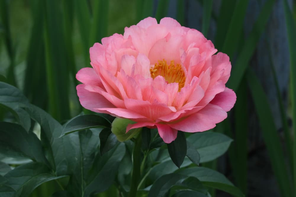 coral sunset peony flower in pink