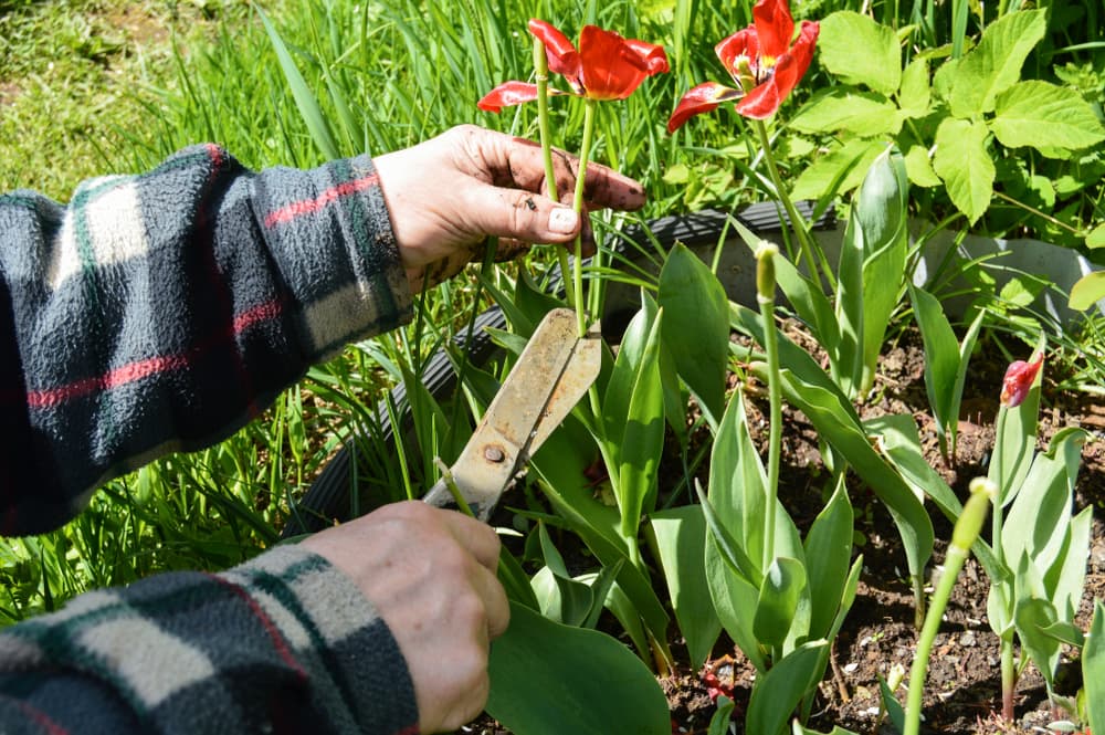 gardener using shears to deadhead spent blooms of border tulips