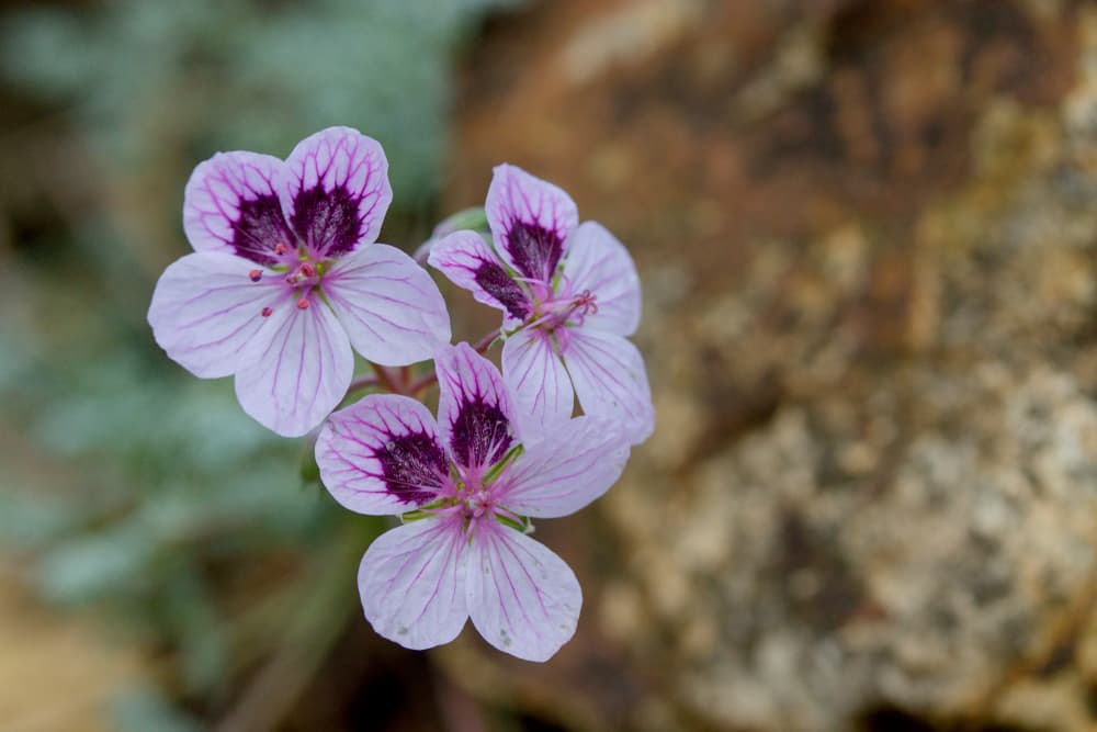 flowers of Erodium x kolbianum ‘Natasha’ with interesting veined appearance
