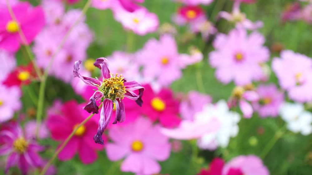pink wilted cosmos flower against a backdrop of many flowers in bloom