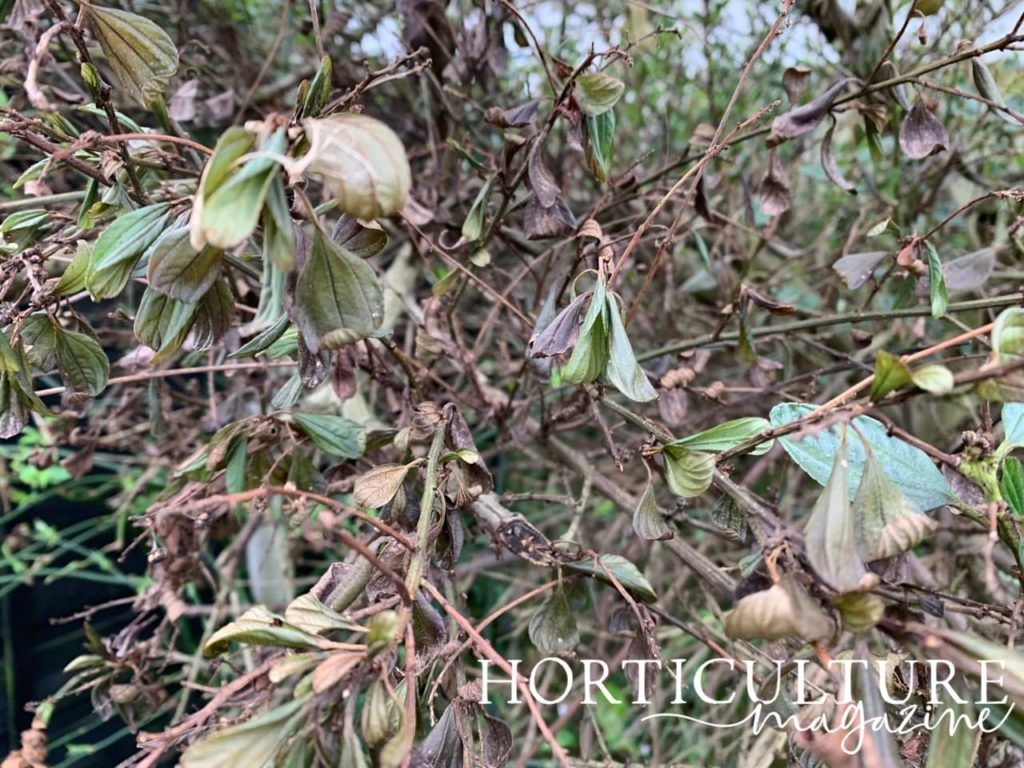 brown and yellow leaves of a discoloured ceanothus bush