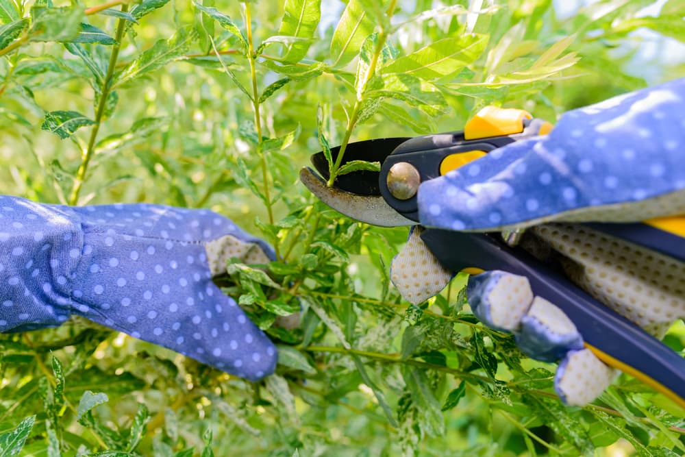 gardener removing growth from a shrubby willow with blue secateurs