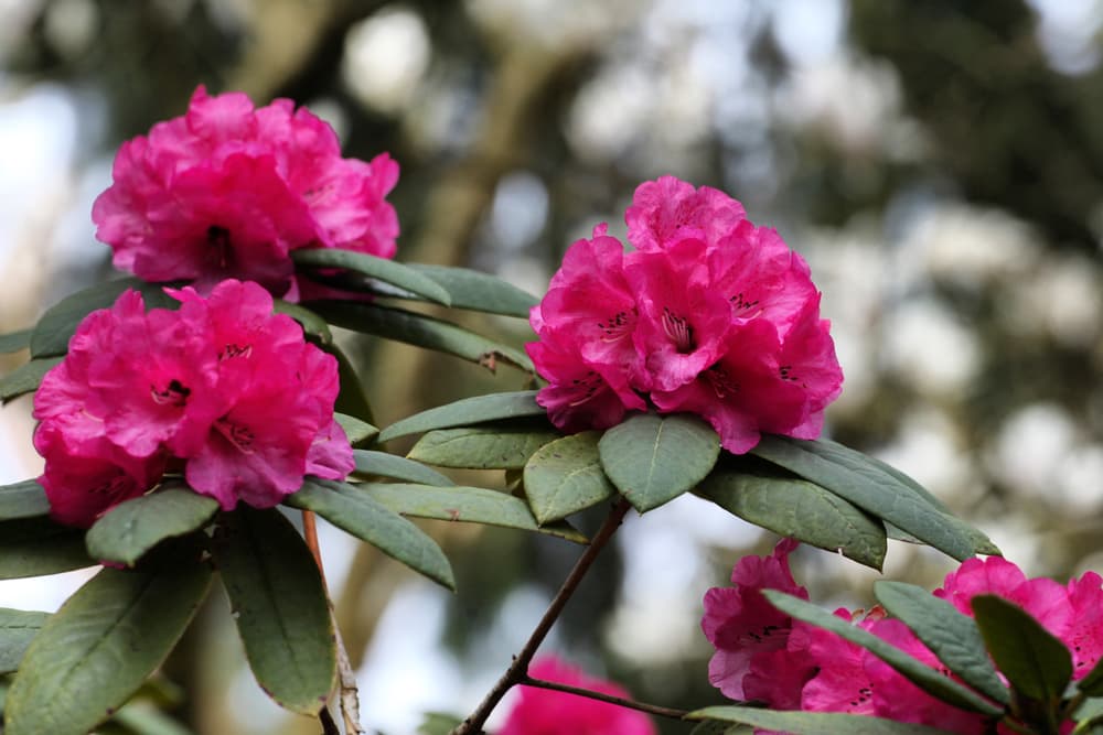 pink flowering Rhododendron barbatum
