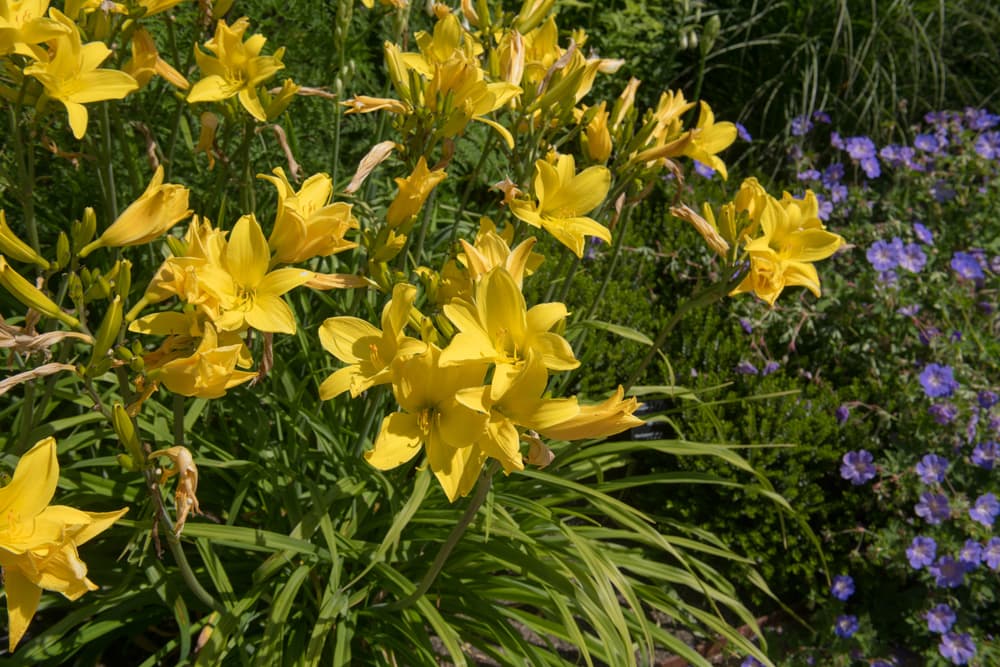 yellow flowering H. 'Lark Song' growing alongside purple flowering cranesbill