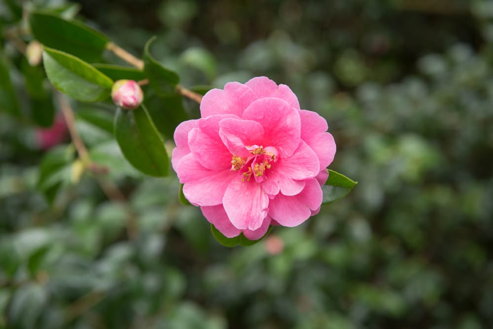 pink flower of camellia 'Inspiration'