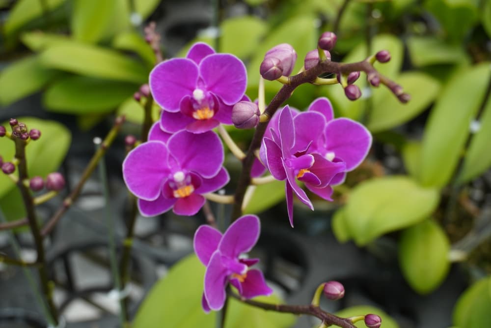 dark pink flowers of Phalaenopsis amabilis