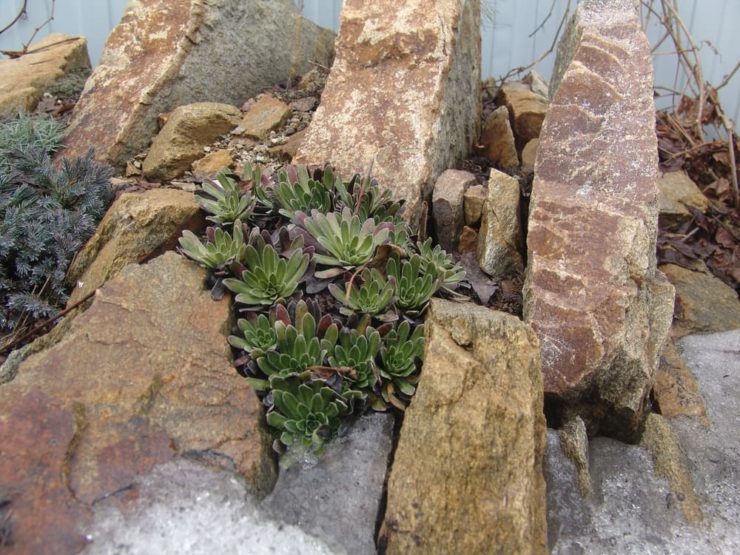 How To Make An Alpine Garden In 8 Steps Horticulture.co.uk