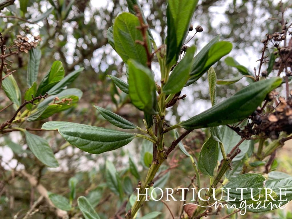 leaves of ceanothus in early spring