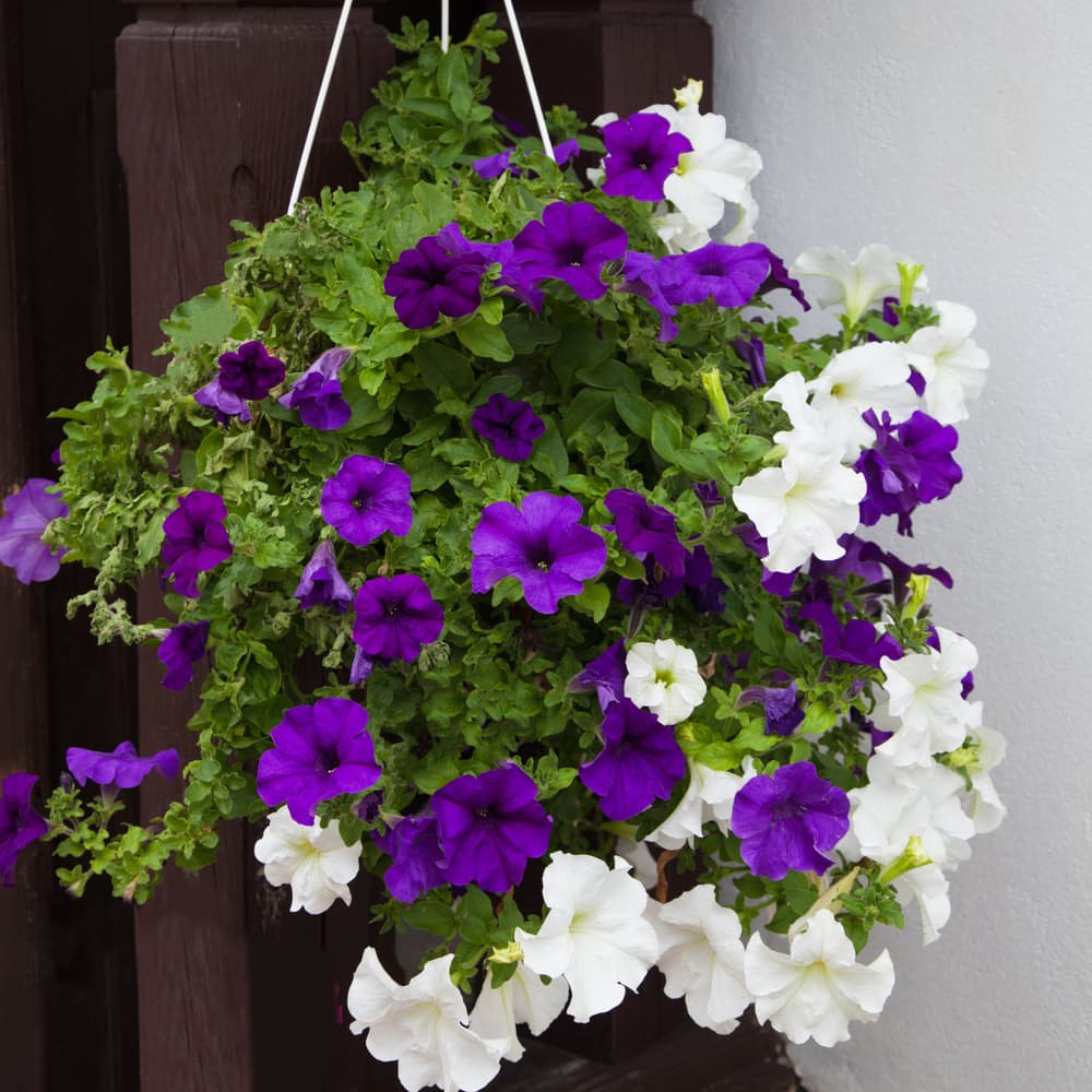 purple and white tubular petunia flowers and their foliage spilling over the edges of a hanging basket