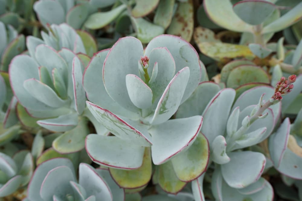 pale green leaves and emerging red buds of Crassula arborescens