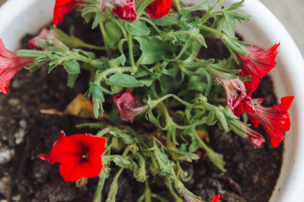 withered petunia plant with fading red blooms and drooping green stems growing in a white pot