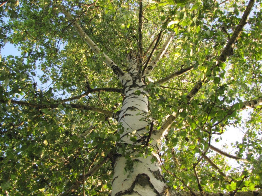 a silver birch tree with white bark and lots of green leaves