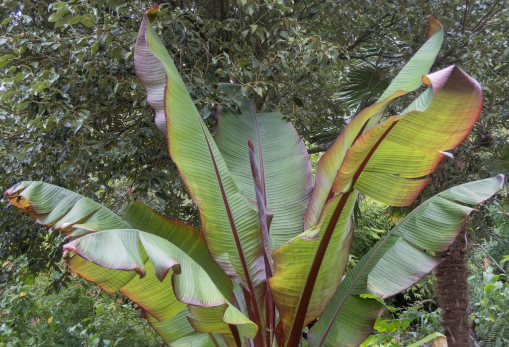 large brown and red leaves from a Musa x paradisiaca plant