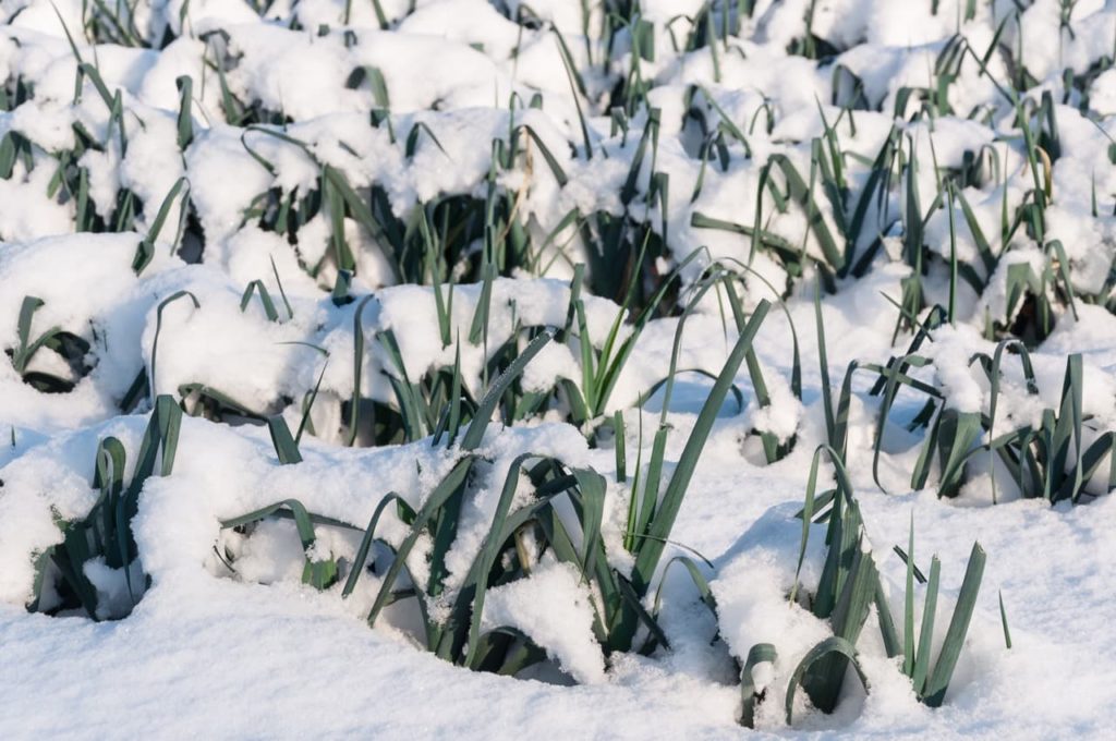green leaves protruding from a thick layer of snow from leek plants ready to be harvested