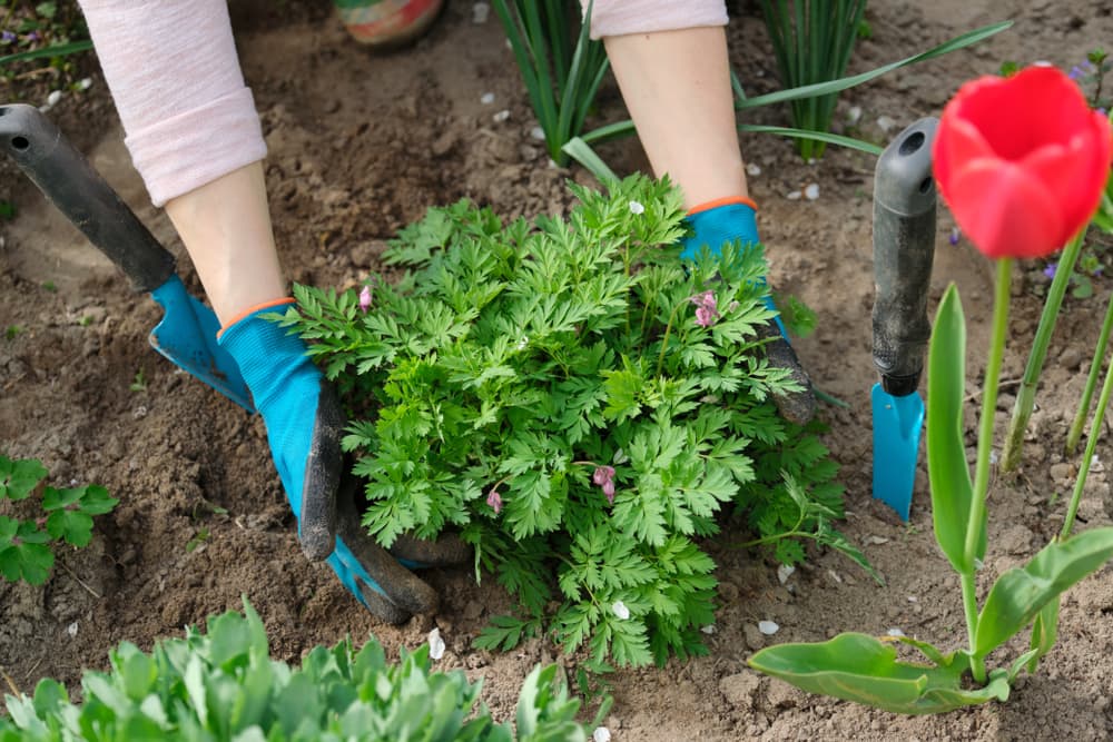 hands shown digging and lifting a dicentra plant from the soil