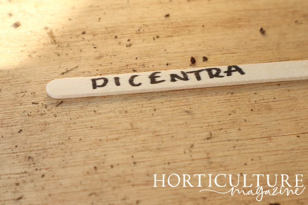 a lollypop stick with the word 'Dicentra' written in marker pen
