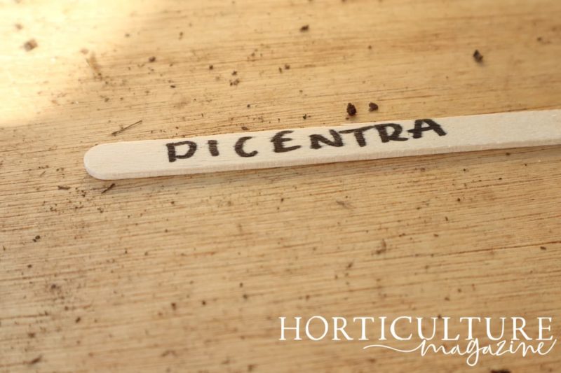 Growing Delightful Dicentra From Seed Horticulture.co.uk