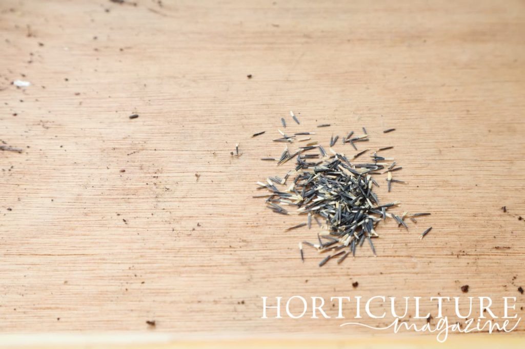 marigold 'Golden Gem' seeds laid out on the surface of a wooden potting table