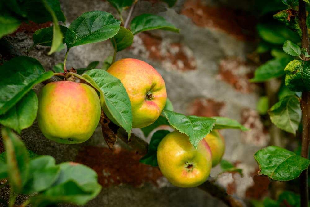 'Blenheim Orange' apples growing on a tree espaliered against a brick wall
