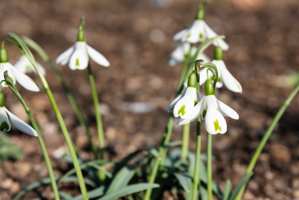 Galanthus ‘Trumps’ with white flowers and green markings