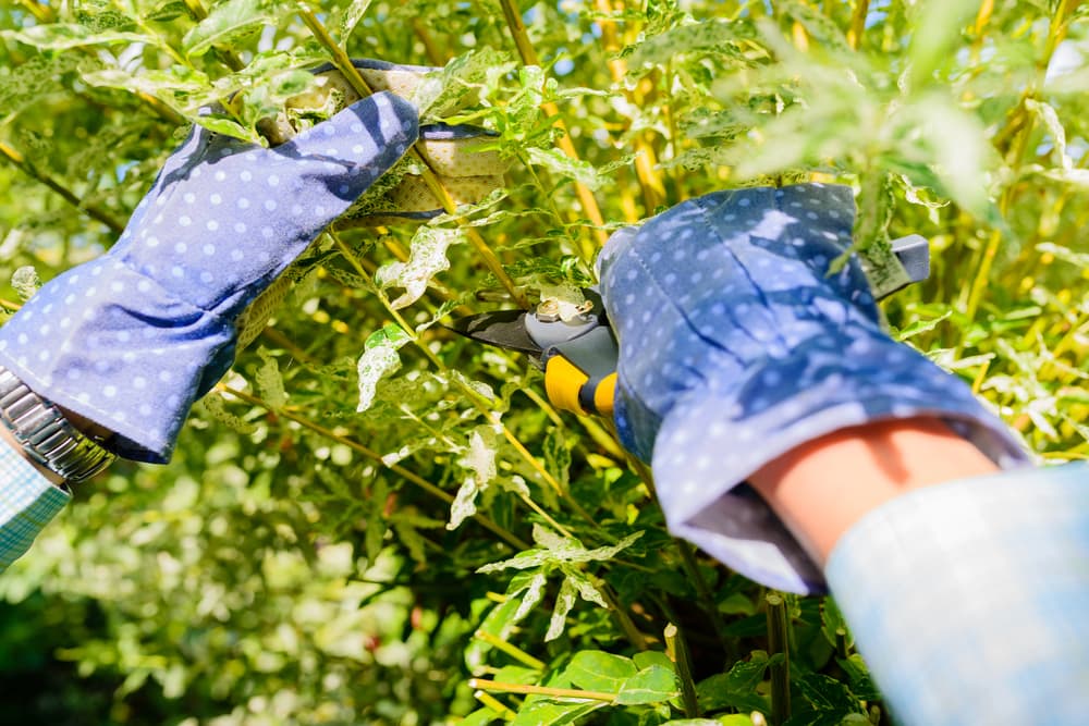 thick stems of shrubby willow being pruned with secateurs