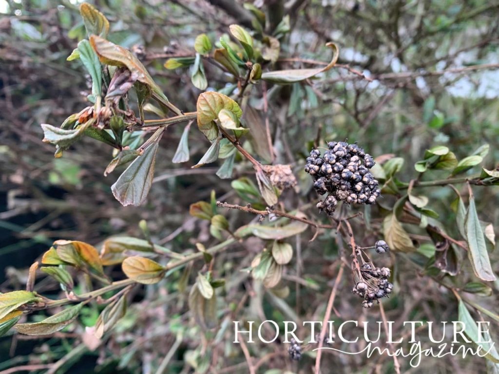 leaves of ceanothus turning yellow and wilting