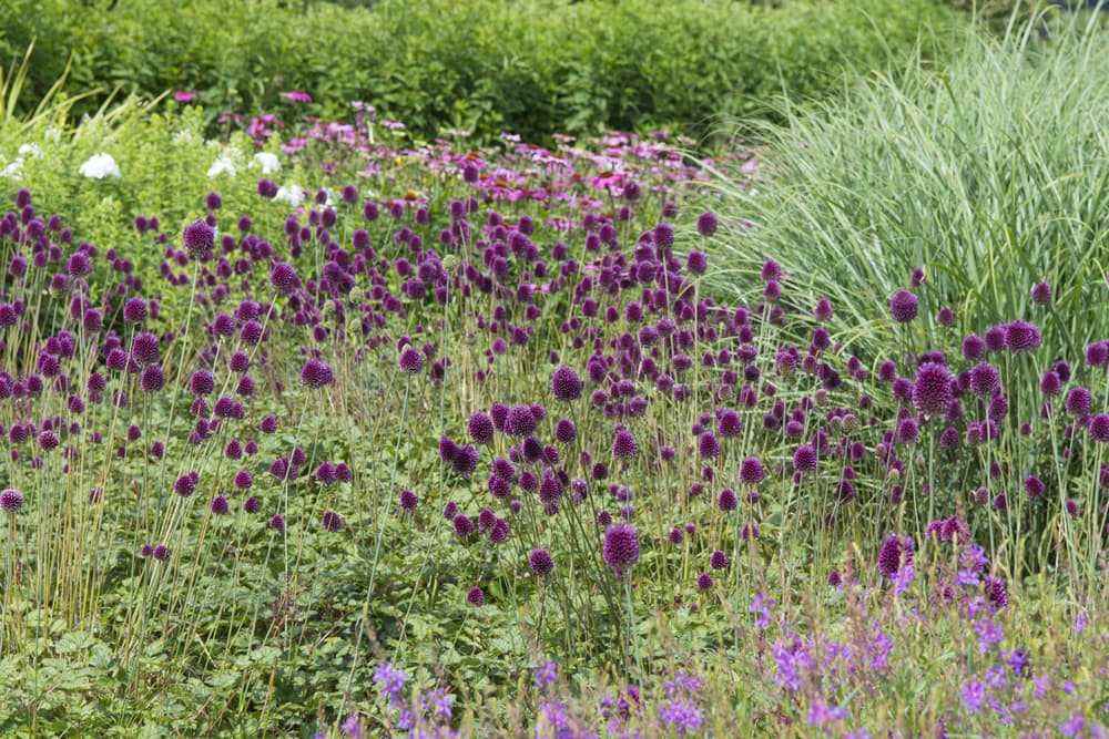A. sphaerocephalon growing in a perennial border