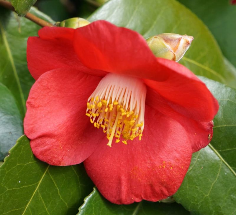 17 Favourite Camellias Chosen With Help From The International Camellia ...