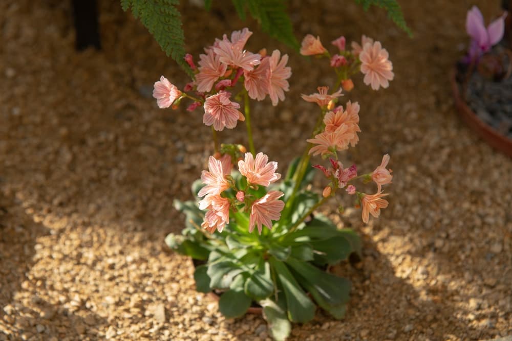 coral pink flowers of Lewisia cotyledon 'Elise Mixed' growing from dry grit in an alpine garden