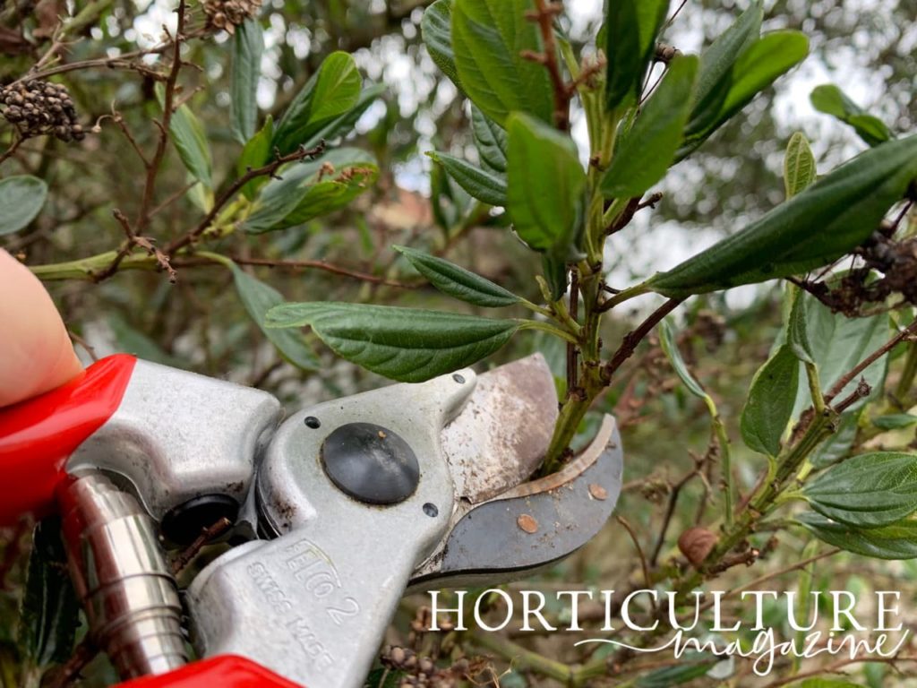 secateurs taking california lilac cuttings from fresh growth of a shrub