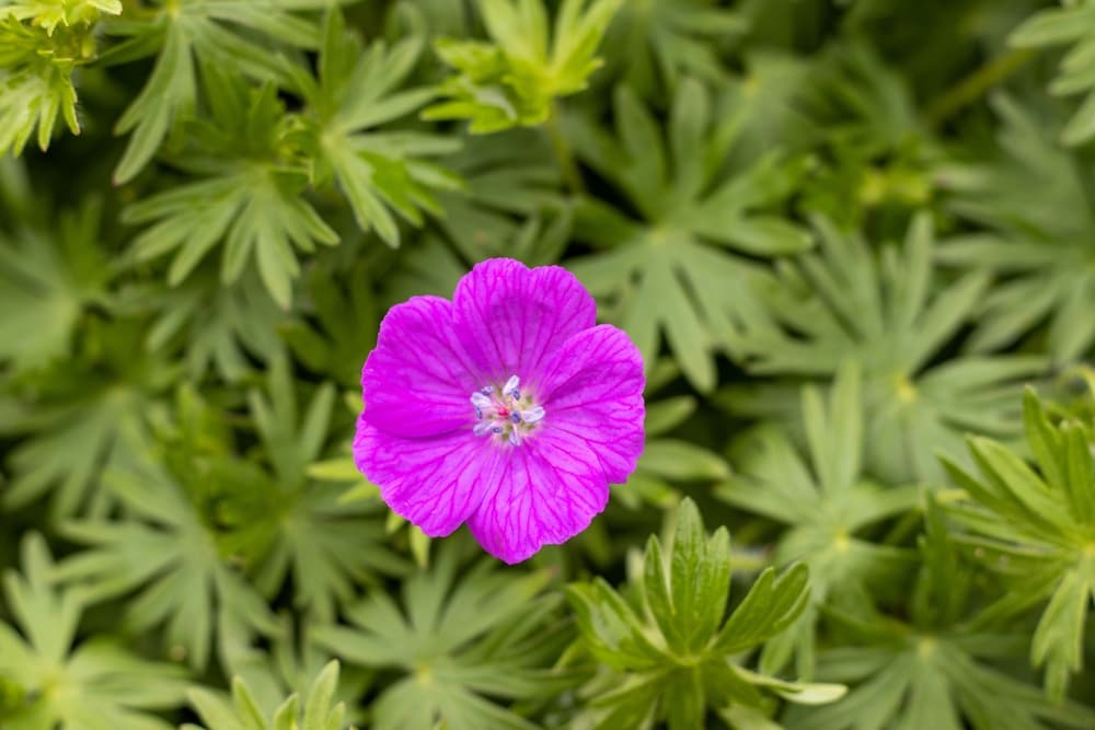 a single pink Geranium Sanguineum flower