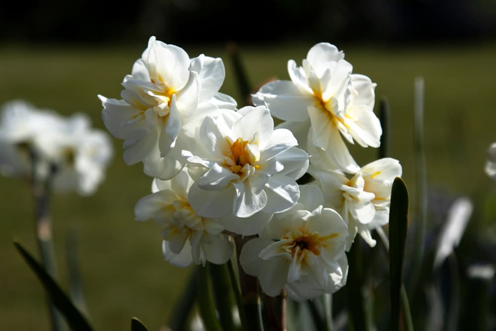 double headed daffodil 'Erlicheer' with cream and yellow coloured flowers