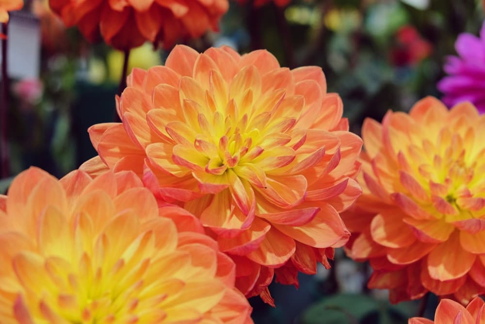 'Pam Howden' dahlia flowerheads